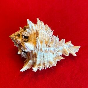 Natural Spiked Murex Shell